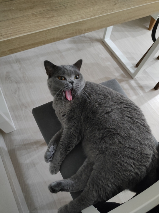 cat yawning on a chair near the table. She took my place, she is laying as in about to fall asleep on the side of her body