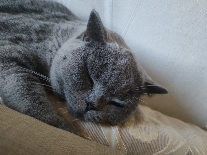 Cat sleeping on the back of the couch, Cheek first, really pleasant face, paw to the side to touch a pillow